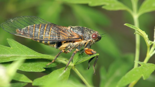 cicada