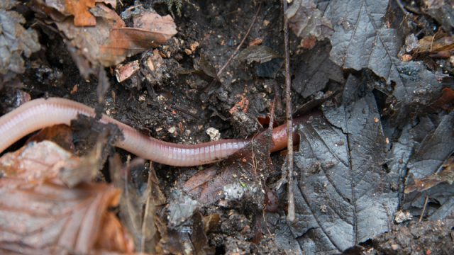 earthworm