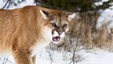 mad mountain lion