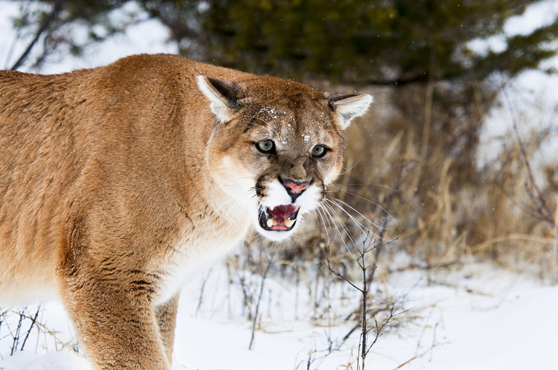 mad mountain lion