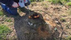 remove a tree stump