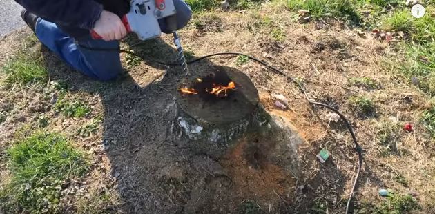 remove a tree stump