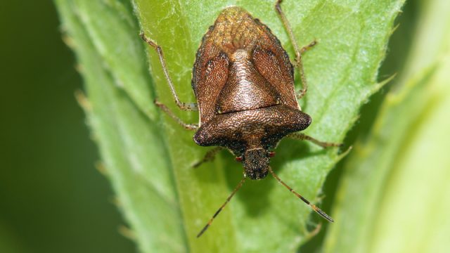 stinkbug