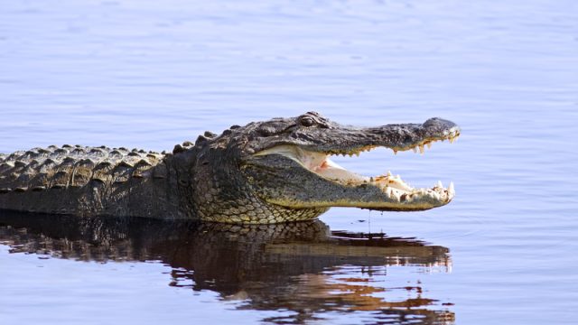 alligator in the wild