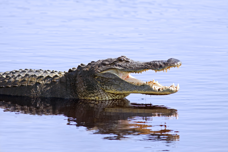 alligator in the wild