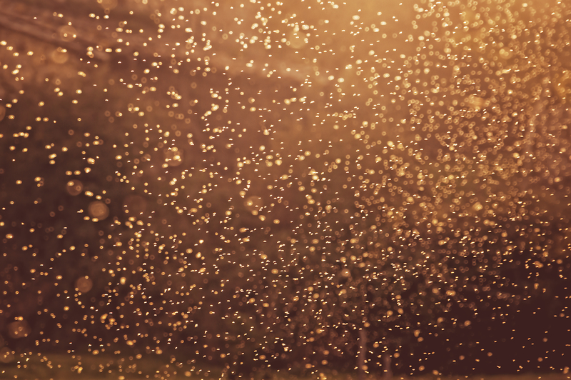 mosquitoes with light