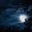 full moon and trees