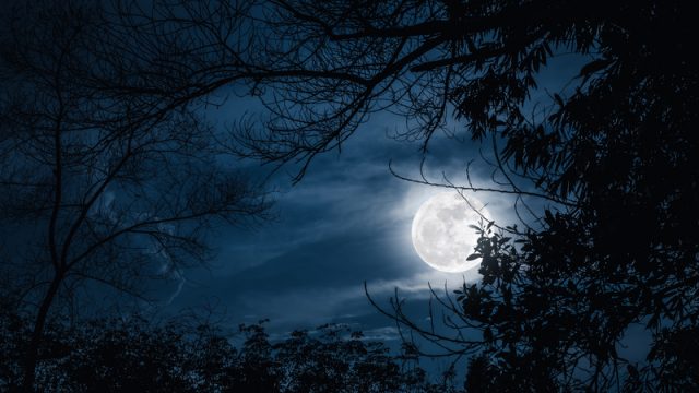 full moon and trees