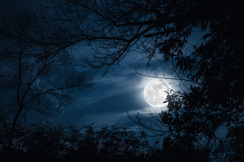 full moon and trees